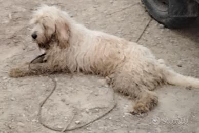 Brique grifon vandeen