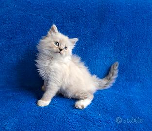 Ultima gattina di siberiano con pedigree