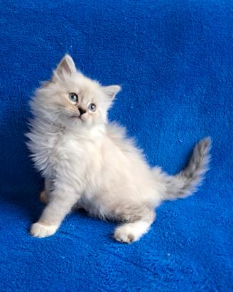 Ultima gattina di siberiano con pedigree