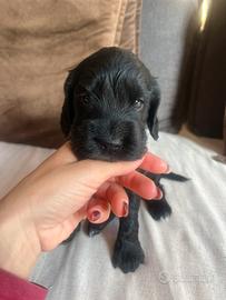 Cuccioli cocker spaniel inglese