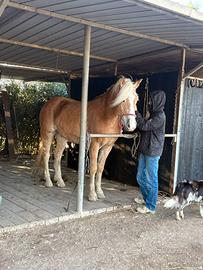 Cavallo Hafliger