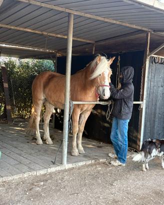 Cavallo Hafliger