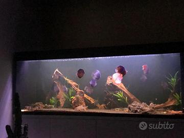 Acquario