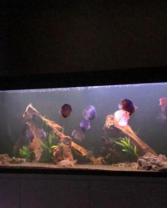 Acquario