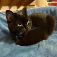 Gatta British Shorthair