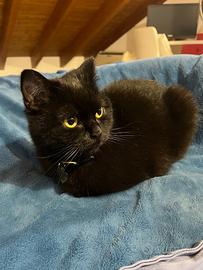 Gatta British Shorthair