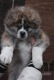 Cucciolo Akita Inu