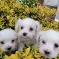 Cuccioli di razza maltese con pedigree enci