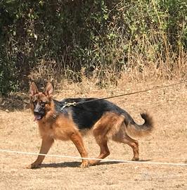 Pastore Tedesco cucciola di 7 mesi con Pedigree