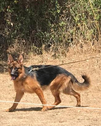Pastore Tedesco cucciola di 7 mesi con Pedigree