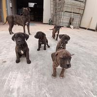 Cuccioli di Cane corso