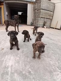 Cuccioli di Cane corso