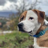 Cucciolo cane( incrocio pitbull , labrador)