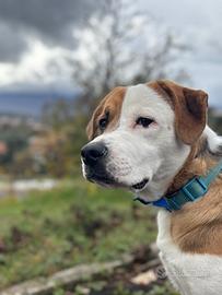 Cucciolo cane( incrocio pitbull , labrador)