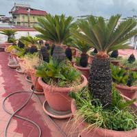 Cycas a foglie piccole – Lotto di 30 piante