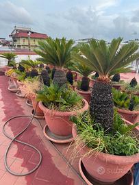 Cycas a foglie piccole – Lotto di 30 piante