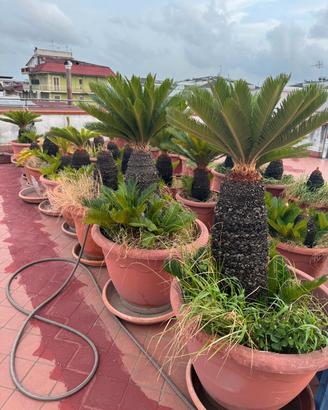 Cycas a foglie piccole – Lotto di 30 piante