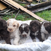 Cane Cucciolo LAGOTTO ROMAGNOLO