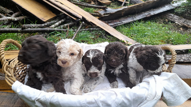 Cane Cucciolo LAGOTTO ROMAGNOLO