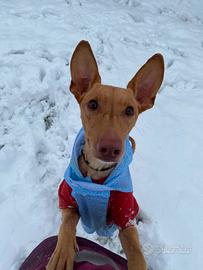 Valerio aspetta una famiglia