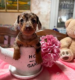 Bassotto arlecchino kaninchen