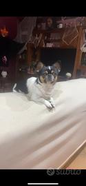 Chihuahua per monta