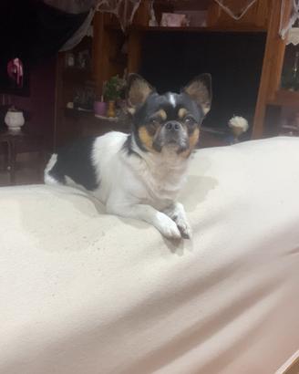 Chihuahua per monta