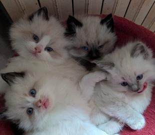 Gattini ragdoll