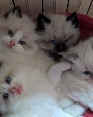 Gattini ragdoll