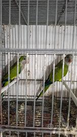 Coppia riproduttrice di parrocchetto Monaco