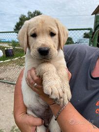 Cuccioli Labrador Retriever