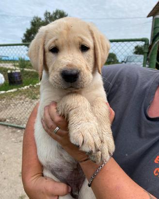 Cuccioli Labrador Retriever
