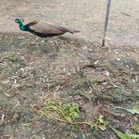 Coppia di pavoni comuni di 4 anni