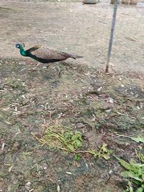 Coppia di pavoni comuni di 4 anni