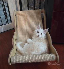 Cuccioli maine coon