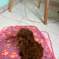 Cucciola Barboncino Mini Toy