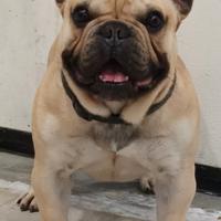 Bulldog Francese per accoppiamento