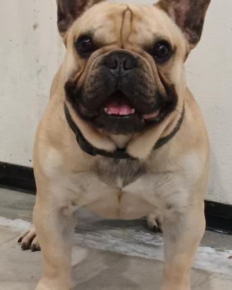 Bulldog Francese per accoppiamento