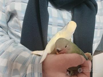 Inseparabili svezzari