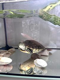Tartaruga d'acqua