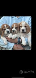 Cuccioli di beagle