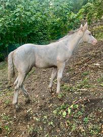 Puledra femmina Criolla / argentino