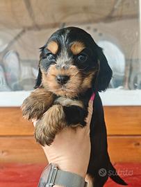 Cuccioli di cocker spaniel inglese