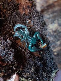 scorpione heterometrus silenus adulto