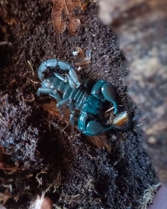 scorpione heterometrus silenus adulto