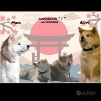 Vendita cuccioli Akita inu