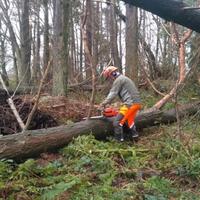 Disboscamento abbattimento alberi taglio legna
