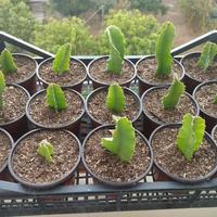 talee frutto del drago pitaya undatus polpa bianca