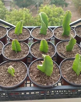 talee frutto del drago pitaya undatus polpa bianca