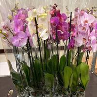 100 PIANTE DI ORCHIDEE  PHALAENOPSIS 5 + 1   